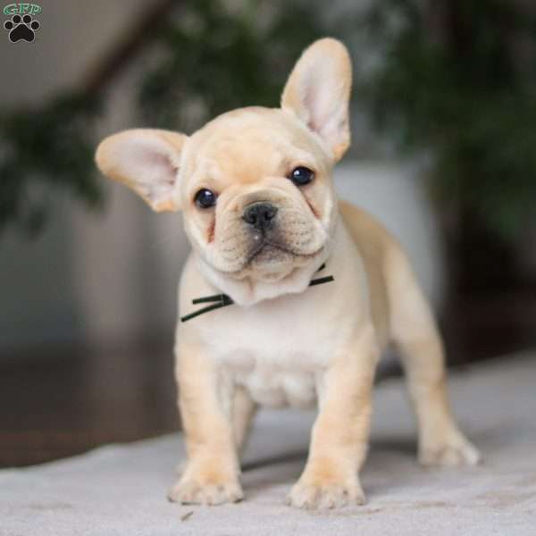 Ollie, French Bulldog Puppy